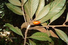 Isonandra lanceolata